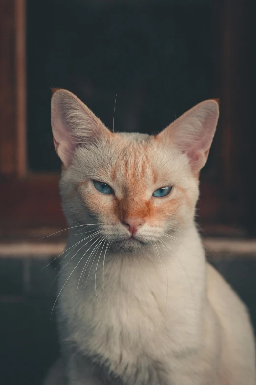 a close up of a cat sitting in a sink, by Jan Tengnagel, unsplash, blue eyes and large forehead, oriental face, scowling, a blond