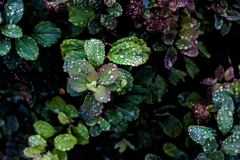 a close up of a plant with water droplets on it, inspired by Elsa Bleda, unsplash, mint leaves, multicolored, a high angle shot, shrubs
