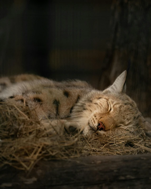 a cat laying on top of a pile of hay, by Jan Tengnagel, pexels contest winner, romanticism, young lynx, asleep, gif, high quality picture