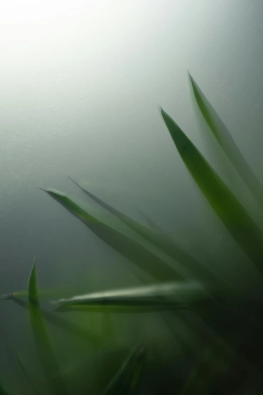 a close up of a plant on a foggy day, inspired by Shigeru Aoki, blade of grass, green ambient light, view up, grey mist