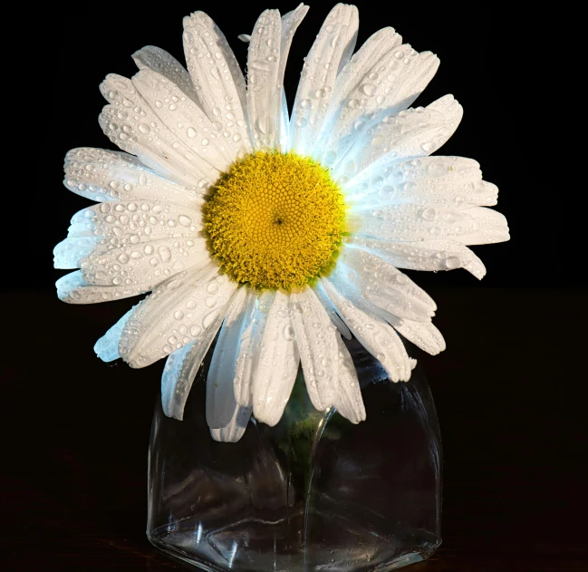 a close up of a flower in a glass vase, at night time, at night, chrysanthemum eos-1d, macro photography 8k