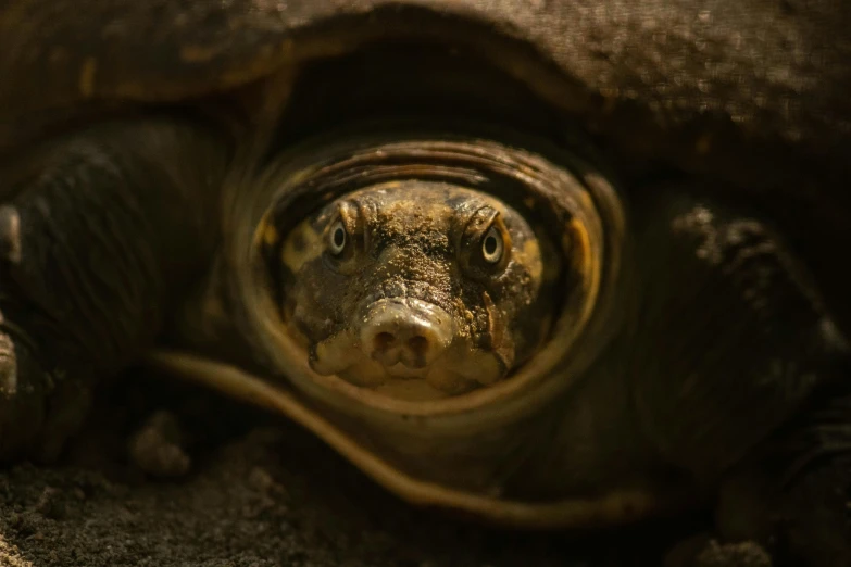 a close up of a turtle looking at the camera, a portrait, by Matt Stewart, unsplash contest winner, photorealism, national geography photography, portrait of an old, pot-bellied, nat geo