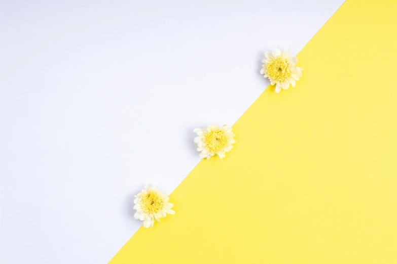 yellow and white flowers on a yellow and white background, trending on unsplash, postminimalism, three colors, angular minimalism, colors white!!, leading lines