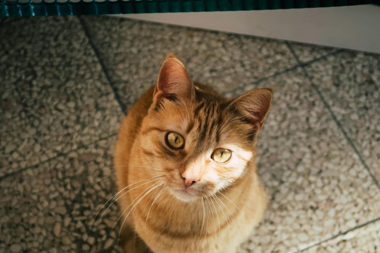 a cat sitting on a tiled floor looking up, by Julia Pishtar, pexels contest winner, square nose, hr ginger, looking at you, mixed animal