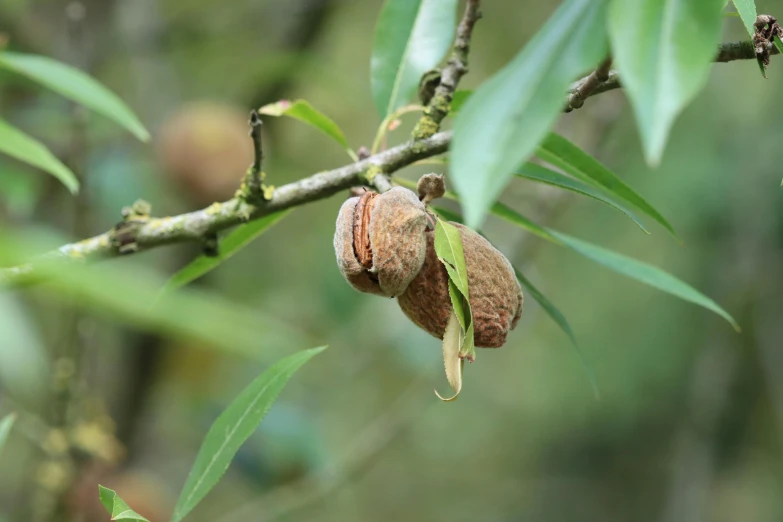 a close up of a nut on a tree, by Ruth Abrahams, unsplash, hurufiyya, willow plant, pochi iida, sustainable materials, brown