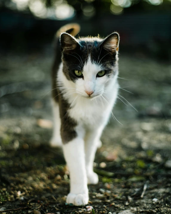 a black and white cat walking on the ground, by Julia Pishtar, looking defiantly at the camera, old male, transgender, mixed animal