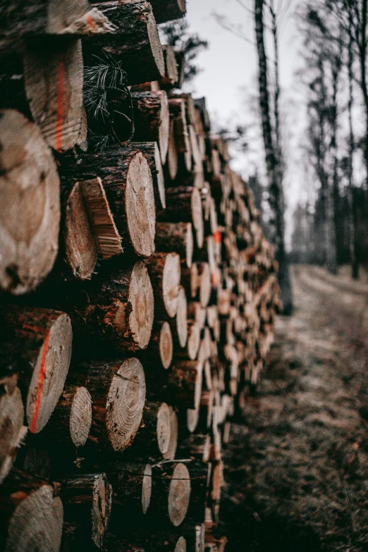 logs stacked on top of each other in a forest, by Jesper Knudsen, pexels contest winner, profile image, made of wood, paul barson, historical photo