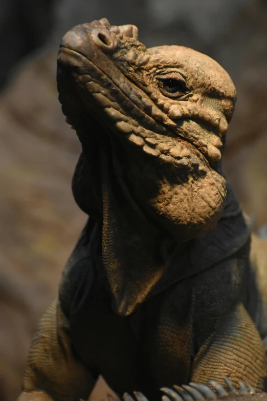 a close up of a lizard on a rock, a statue, wrinkly forehead, weta workshop, jabba el hutt, turian