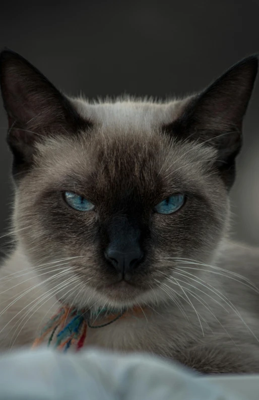 a close up of a cat laying on a bed, by Jan Tengnagel, pexels contest winner, aesthetic siamese cat, he's very menacing and evil, avatar image, bluish face