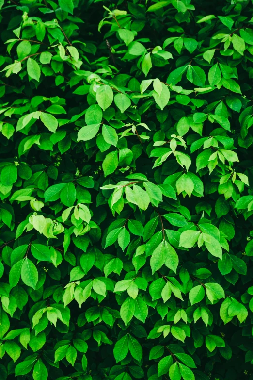 a fire hydrant sitting in front of a lush green bush, a digital rendering, inspired by Elsa Bleda, trending on pexels, made of leaves, full frame image, lime green, made of vines