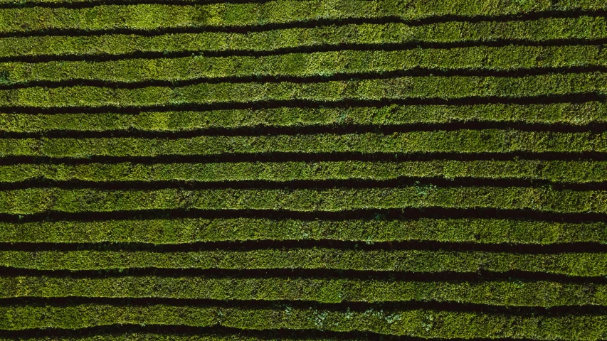 a man standing on top of a lush green field, inspired by Andreas Gursky, unsplash, conceptual art, very little moss, square lines, high angle close up shot, striped