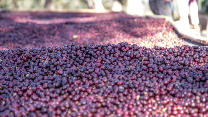 a pile of grapes sitting on top of a pile of dirt, swimming in a pool of coffee, olive trees, pictured from the shoulders up, carefully crafted