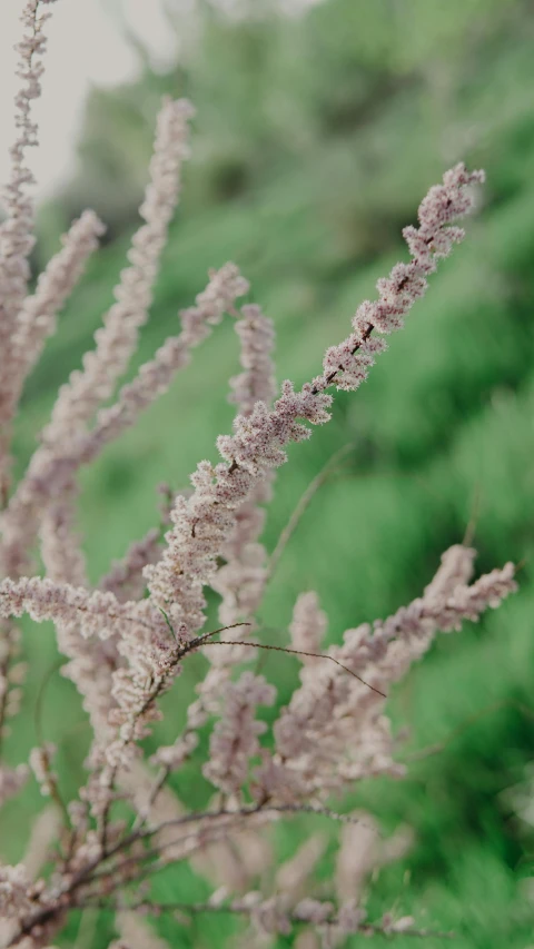 a bird sitting on top of a tree branch, by Helen Stevenson, unsplash, pale pink grass, salvia, texture detail, grass. kodak