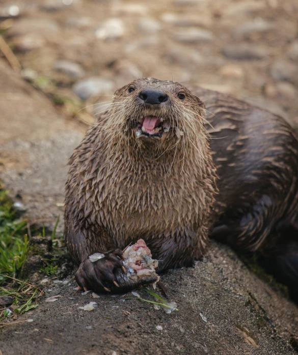 a wet otter sitting on top of a rock, a portrait, by Matt Cavotta, pexels contest winner, eating outside, maternal, waving, brown