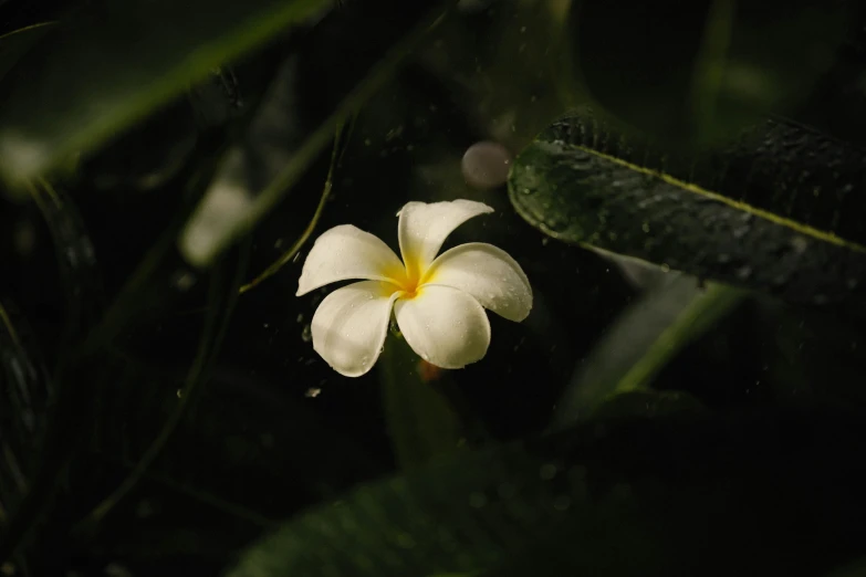 a white flower sitting on top of a lush green plant, unsplash, hurufiyya, in a deep lush jungle at night, plumeria, ignant, float