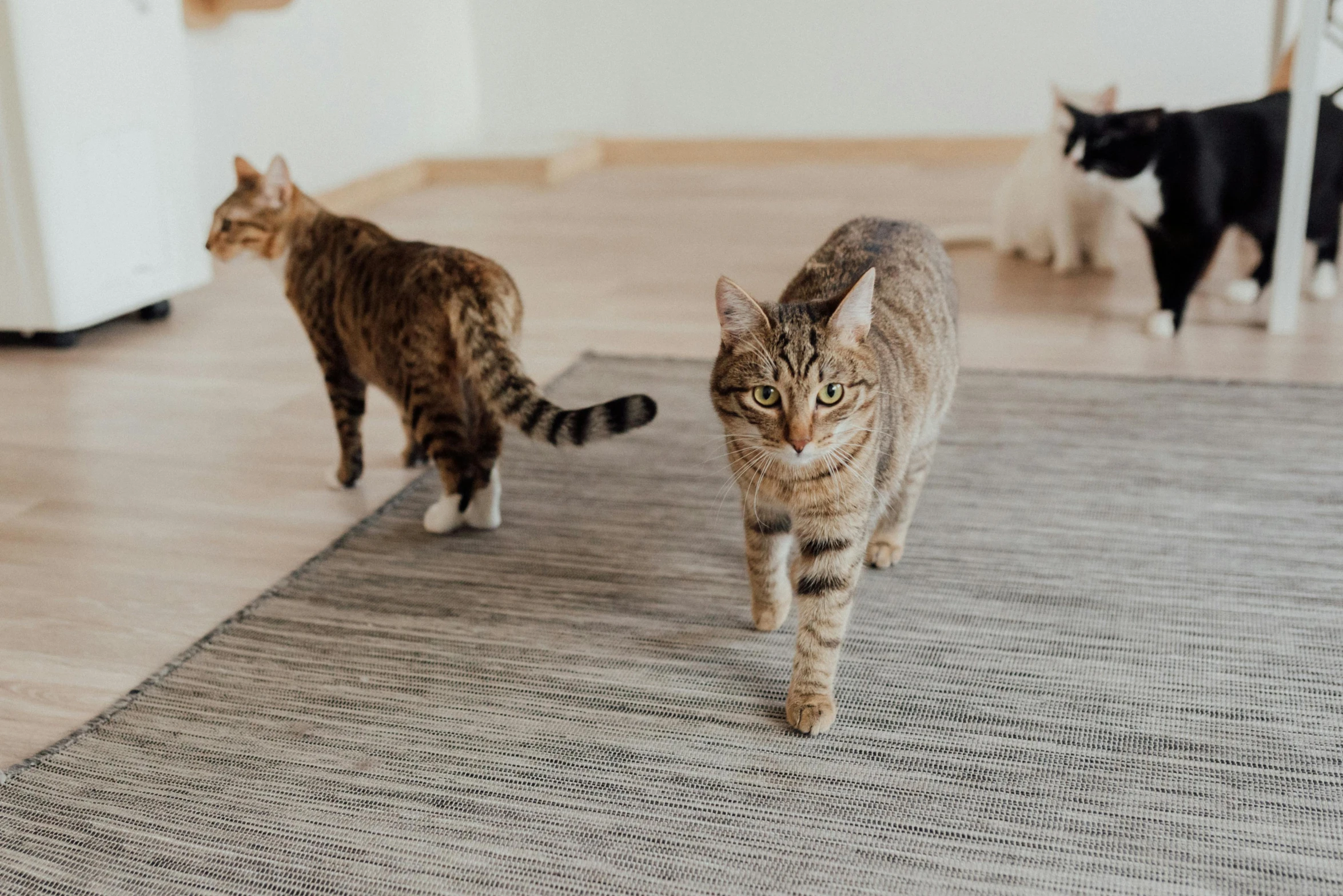 a couple of cats that are walking on a rug, pexels contest winner, lined up horizontally, running towards camera, in a row, jovana rikalo