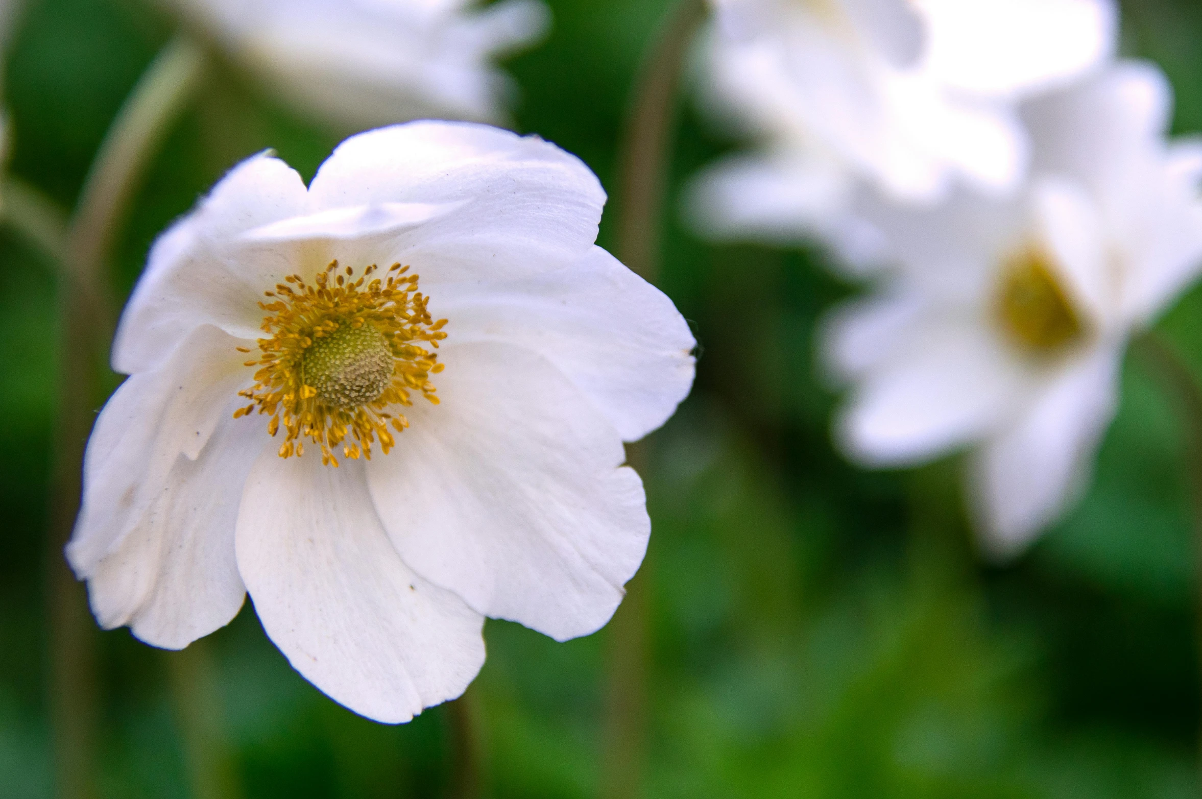 a close up of a white flower with a yellow center, by David Simpson, unsplash, arts and crafts movement, anemone, in a cottagecore flower garden, medium format, pale milky white porcelain skin