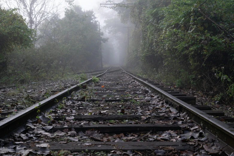 a train track surrounded by trees on a foggy day, an album cover, by Lucia Peka, pexels contest winner, realism, deteriorated, foggy jungle, phot