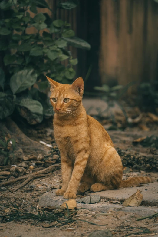 a cat that is sitting on the ground, unsplash contest winner, renaissance, vibrant but dreary orange, a tall, bali, nostalgic 8k