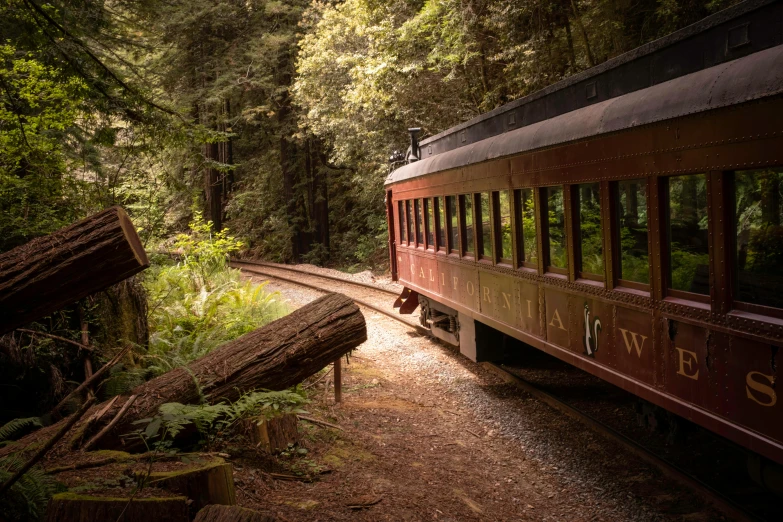 a train traveling through a lush green forest, by Jessie Algie, unsplash contest winner, renaissance, in a redwood forest, avatar image, brown, carriage