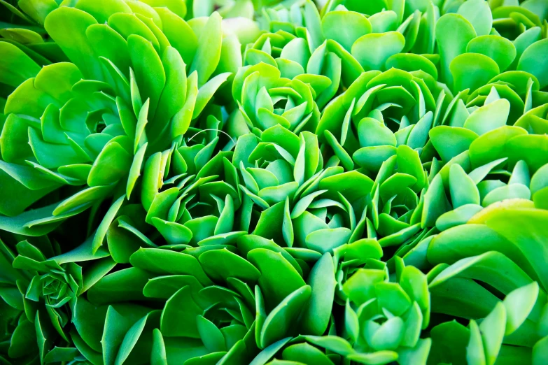 a close up of a bunch of green plants, a macro photograph, inspired by Art Green, pexels, green square, spectacular quality, artichoke, vibrant and vivid