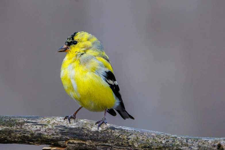 a small yellow bird perched on a branch, inspired by Robert Bateman, trending on pexels, baroque, sitting on a log, mixed animal, older male, yellow and black