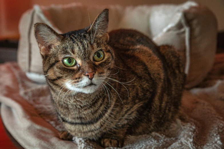 a cat that is sitting on a bed, a portrait, pexels contest winner, cute round green slanted eyes, highly textured, brown, gorgeous female