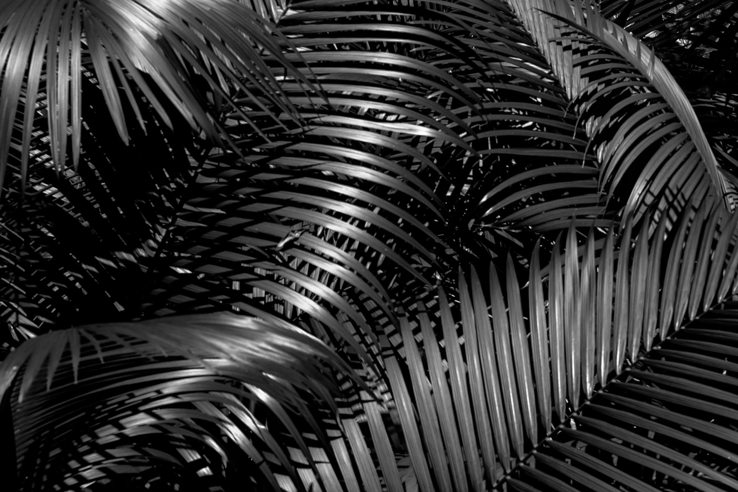 a black and white photo of a bunch of palm leaves, op art, laquer and steel, dark nature background, curved trees, monochrome 3 d model