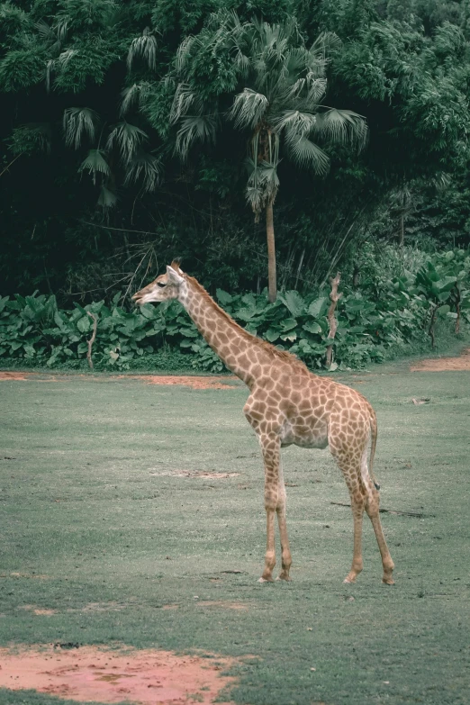 a giraffe walking across a lush green field, a picture, pexels contest winner, sumatraism, singapore ( 2 0 1 8 ), zoo, gif, photo taken on fujifilm superia