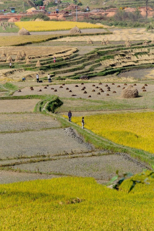 a field with some animals and people