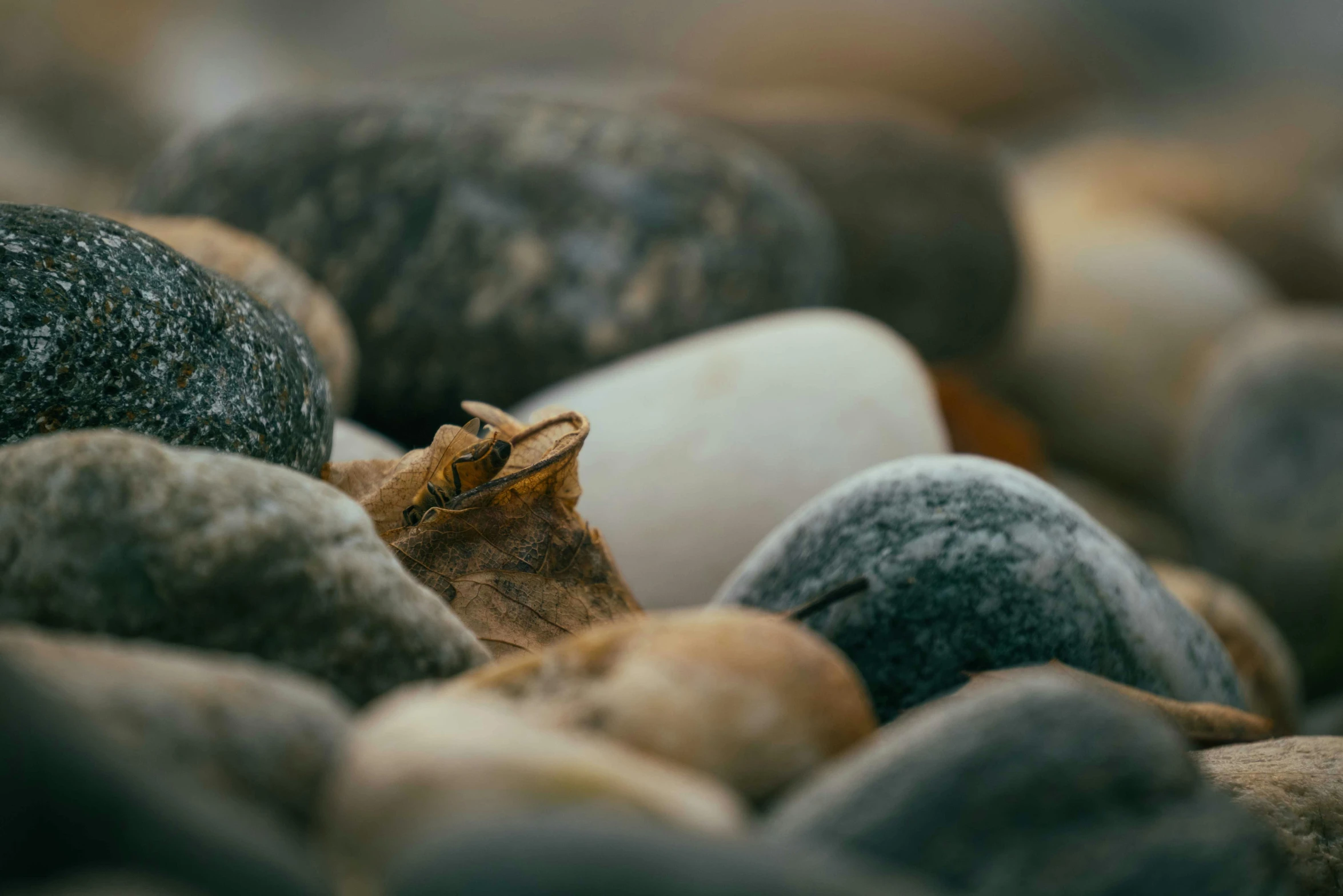 a frog sitting on top of a pile of rocks, a macro photograph, unsplash, minimalism, brown, shoreline, ((rocks))