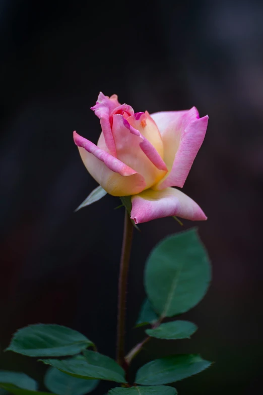 a pink rose blooming in the center of its stem