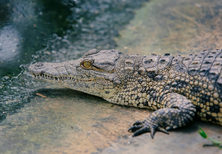 a close up of a small alligator on a rock, pexels contest winner, hurufiyya, gray mottled skin, graphic print, australian, long chin