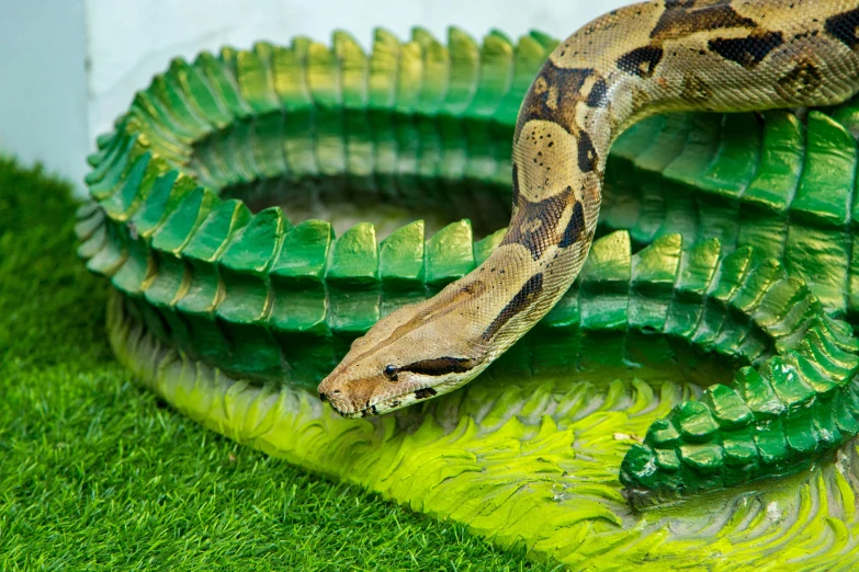 a close up of a snake on a fake alligator, by Adam Marczyński, trending on pexels, coiled realistic serpents, vivarium, snake van, open synthetic maw