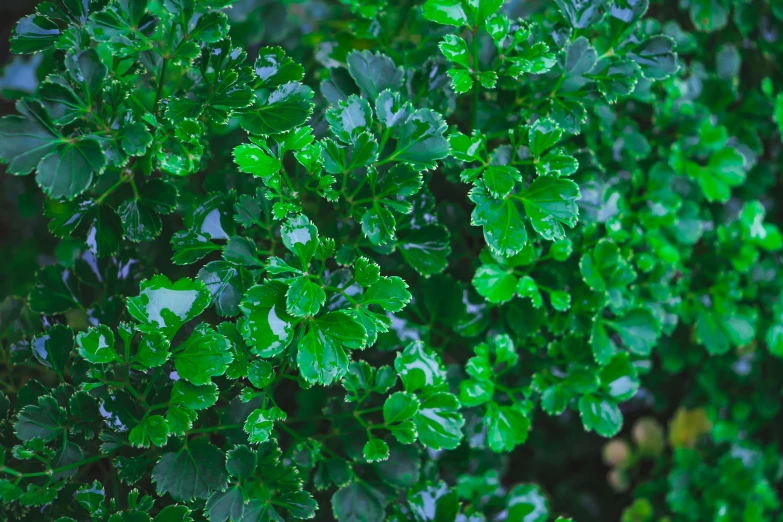 a close up of a plant with water droplets on it, hurufiyya, hedges, jade green, full colour, oak trees