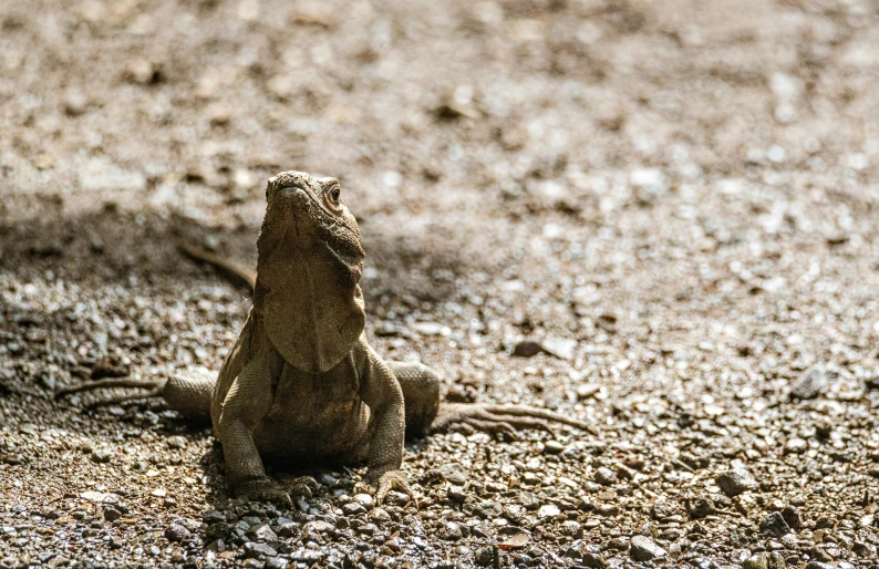 a lizard that is sitting on the ground, by Carey Morris, pexels contest winner, sumatraism, hatched pointed ears, animal - shaped statue, facing away from camera, mid-shot of a hunky