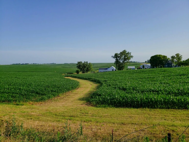 a dirt road in the middle of a green field, by Jim Nelson, wide view of a farm, corn, background image