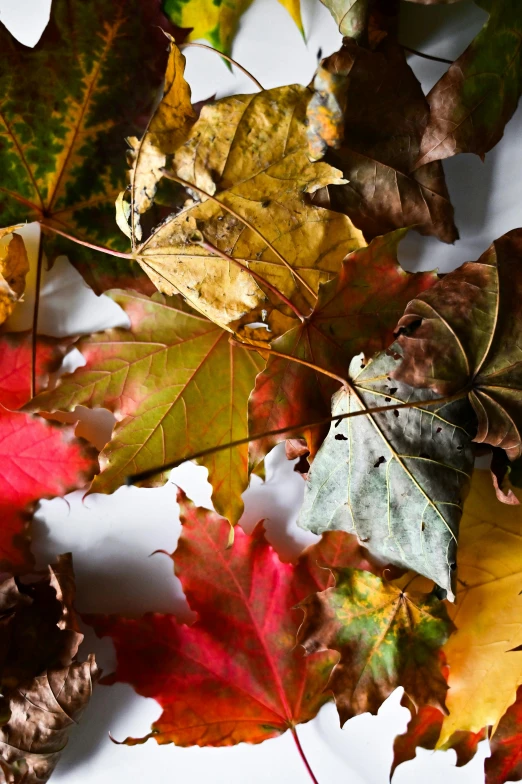 a close up of a bunch of leaves on a table, by Paul Davis, visual art, slide show, multicolored, seasonal, mix