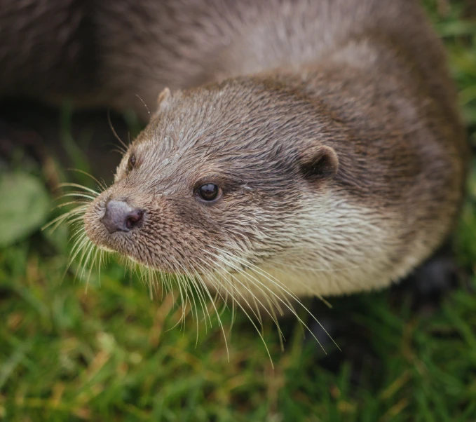 an otter standing on top of a lush green field, trending on pexels, markings on his face, soft round face, grey, fishing