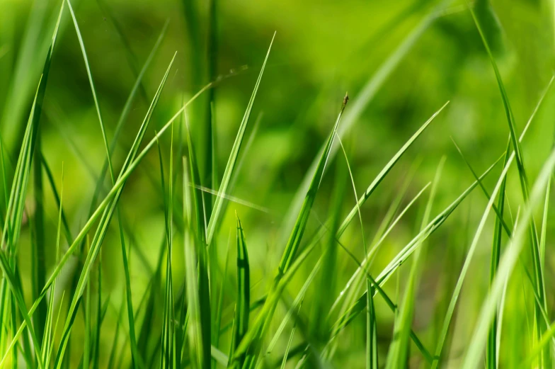 a bird sitting on top of a lush green field, in the grass, paul barson, sustainability, blade of grass