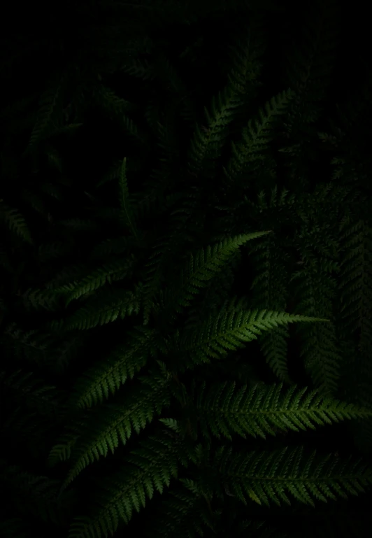 a close up of a plant in the dark, an album cover, inspired by Elsa Bleda, ferns, ignant, dark aesthetic, wallpaper aesthetic