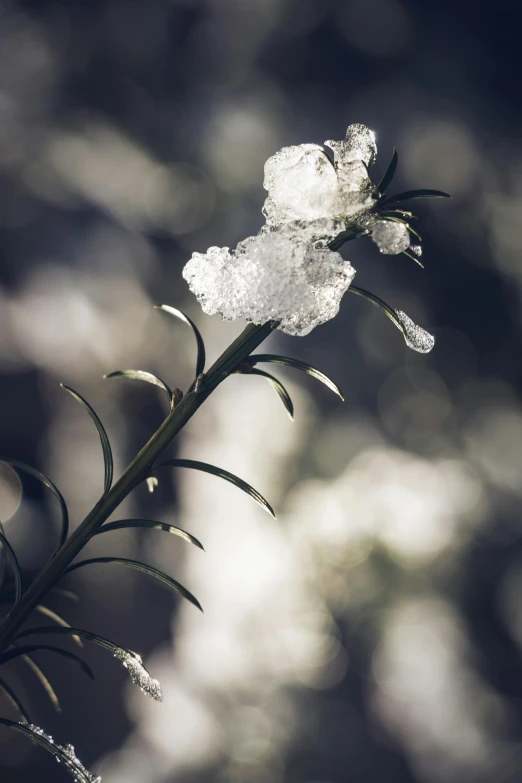 a close up of a plant with snow on it, an album cover, inspired by Arthur Burdett Frost, unsplash, ice sculpture, paul barson, manuka, trending on 5 0 0 px