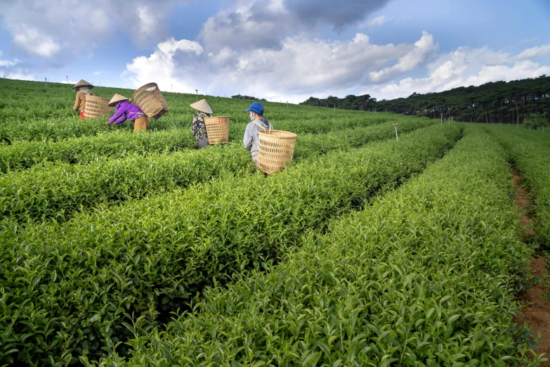 a group of women picking tea leaves in a field, by Yasushi Sugiyama, pixabay, avatar image, a landscape of hedge maze, unmistakably kenyan, bells