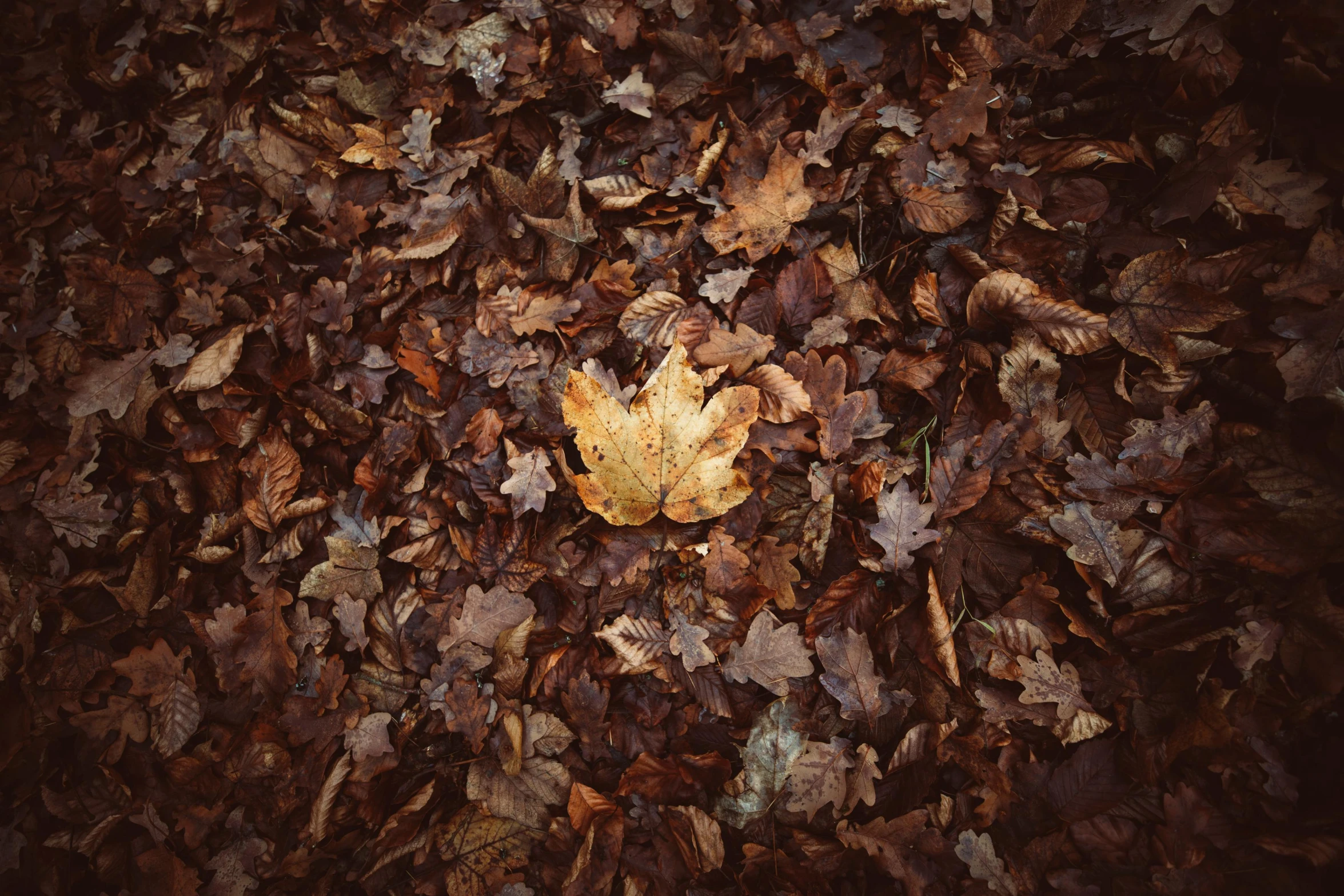 a leaf laying on top of a pile of leaves, an album cover, by Elsa Bleda, unsplash, fan favorite, brown colors, detailed medium format photo, forest floor