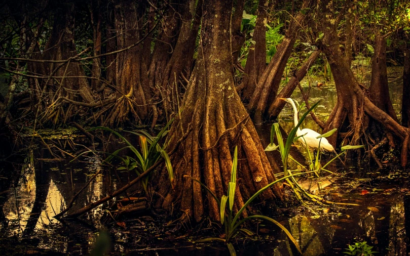 a white bird standing in the middle of a swamp, by Arik Brauer, pexels contest winner, environmental art, tropical trees, intricate roots, warm glow, fine art print
