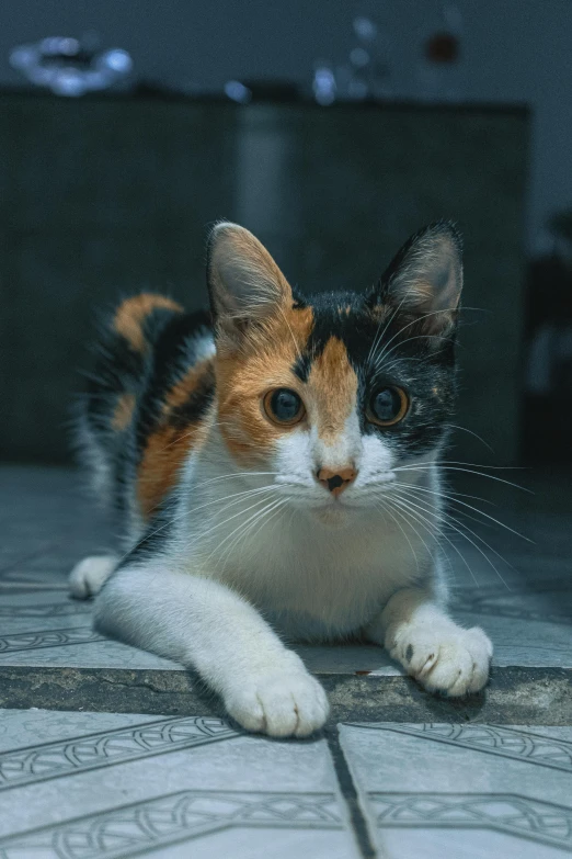 a calico cat laying on a tiled floor, by Niko Henrichon, pexels contest winner, closeup 4k, young female, mixed animal, cinematic photo