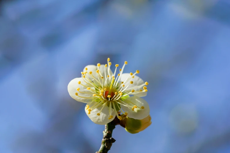 a close up of a flower on a tree branch, by David Simpson, unsplash, hurufiyya, with a blue background, plum blossom, pollen, high quality photo