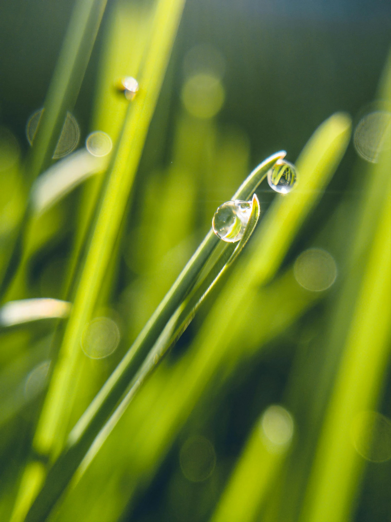 a close up of some grass with water droplets, trending on pexels, avatar image, light refracting, profile pic, ilustration