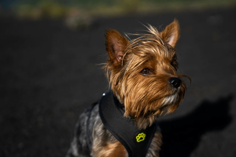 a small brown and black dog wearing a black harness, unsplash, avatar image, spikey rocks, neoprene, yorkshire terrier