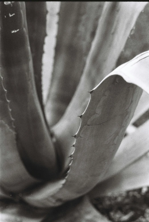 a black and white photo of a plant, inspired by Edward Weston, curved blades on each hand, jagged edges, photographed on colour film, close - up photograph